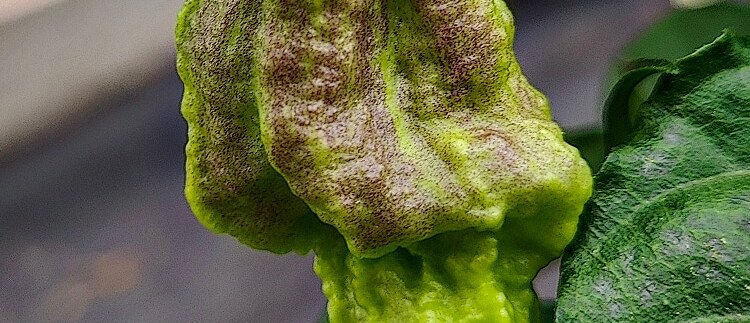 NAJPÁLIVEJŠIA CHILLI PAPRIČKA ČESKO-SLOVENSKA! <BR> 7 POT CHERNOBYL DISASTER<BR> 1 502 976 SHU