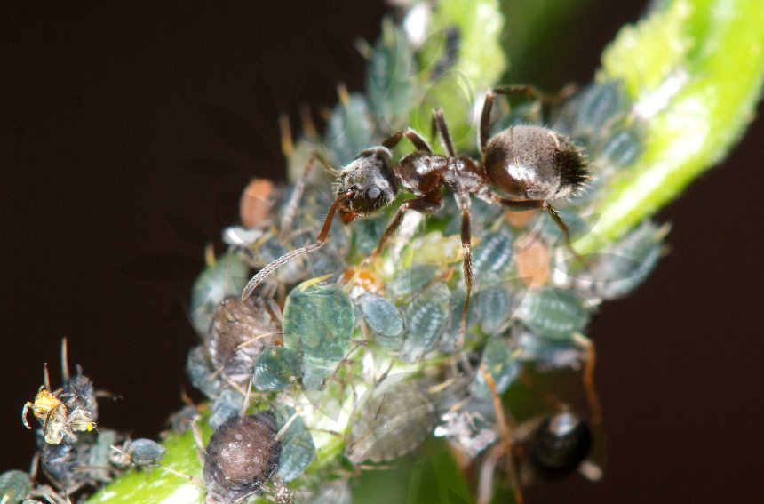 Symbióza mravenec se mšicí