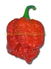 Trinidad Morouga Scorpion