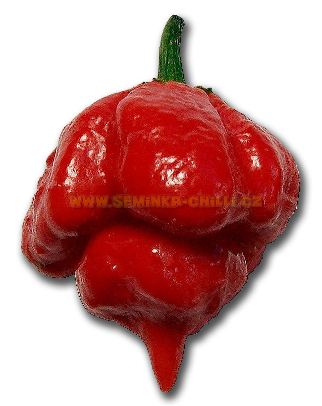 HPB22 chilli pepper world hottest