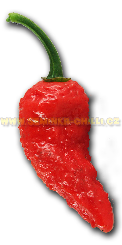 Bhut (Ghost) Jolokia