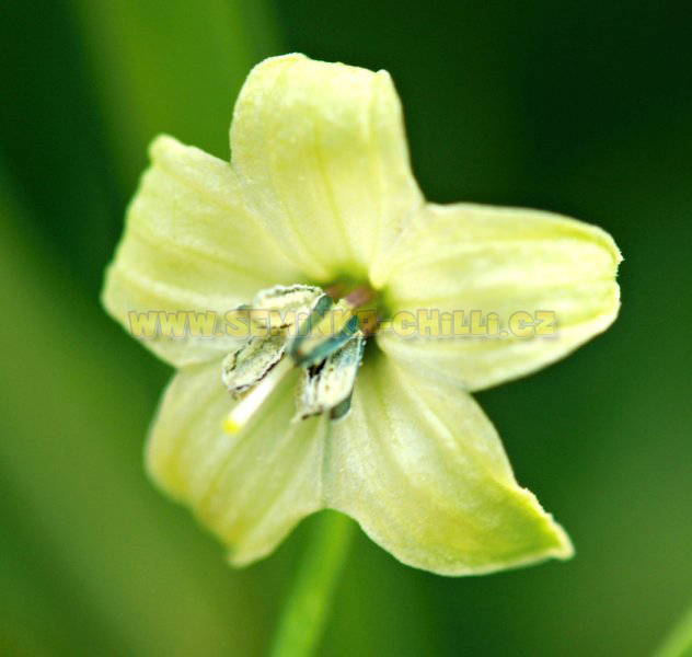 Capsicum Frutescens