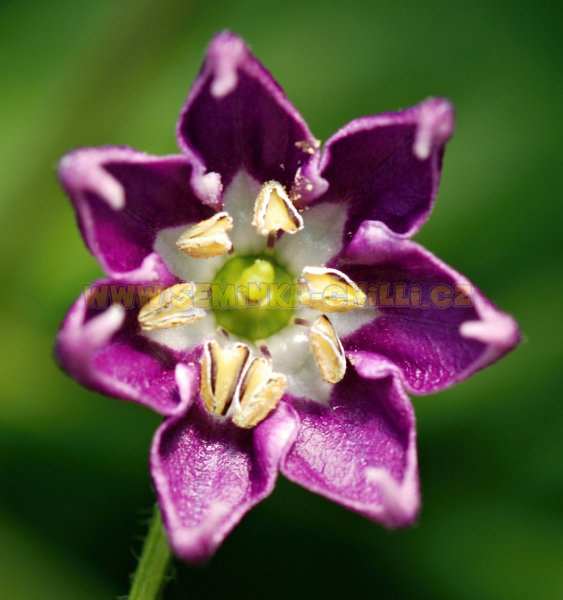 Capsicum Baccatum