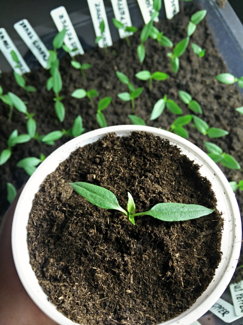 Pikýrování klíční rostlinky papriky