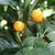 Aji Charapita