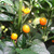Aji Charapita