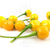 Aji Charapita