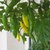 Aji Lemon Drop | semena chilli 10 ks