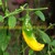 Aji Lemon Drop