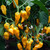 Bhut Jolokia Yellow