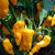 Bhut Jolokia Yellow