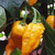 Bhut Jolokia Yellow
