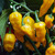 Bhut Jolokia Yellow