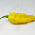 Bhut Jolokia Yellow