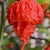 Carolina Reaper HP22B