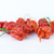 Carolina Reaper HP22B