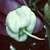 Chilli Carolina Reaper White semienka