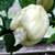 Chilli Carolina Reaper White semienka