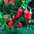 Dorset Naga