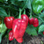 Habanero Red