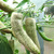 Jalapeno Farmers