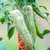 Jalapeno Farmers