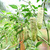 Jalapeno Farmers