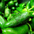 Jalapeno Podvodnice
