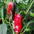 Jalapeno Senorita