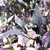 Purple Flash