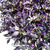 Purple Flash