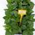 Sazenice Carolina Reaper
