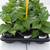 Sazenice Carolina Reaper