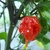 Sazenice Carolina Reaper