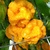 Scotch Brains Yellow