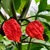 Semená Carolina Reaper HP22B