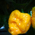 Chilli Trinidad Scorpion Moruga Yellow semienka