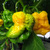 Chilli Trinidad Scorpion Moruga Yellow semienka