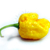 Chilli Trinidad Scorpion Moruga Yellow semienka