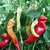 Banana Sweet (Sweet banana pepper)