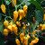 Bhut Jolokia Yellow