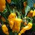 Bhut Jolokia Yellow