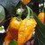 Bhut Jolokia Yellow