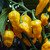 Bhut Jolokia Yellow