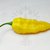 Bhut Jolokia Yellow