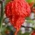 Carolina Reaper HP22B