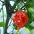 Carolina Reaper HP22B