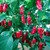 Dorset Naga