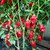 Habanero Tasmanian