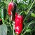 Jalapeno Senorita